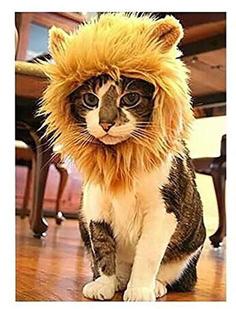 Costume lion pour chat
