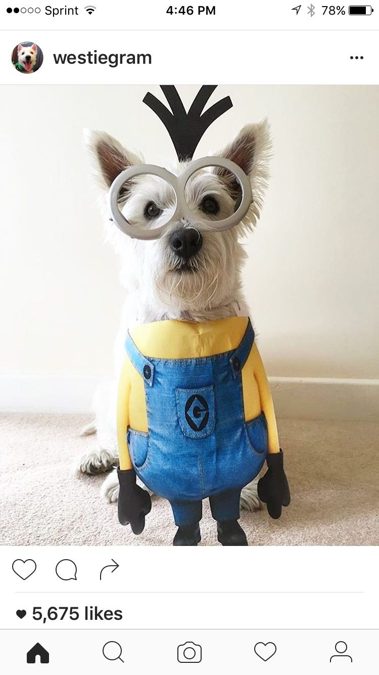 Costume minion pour chien