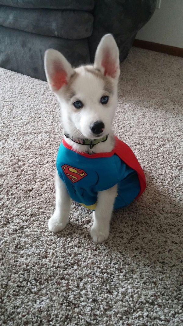 Costume chien superman