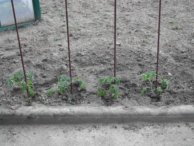 Tuteur tomate brico depot