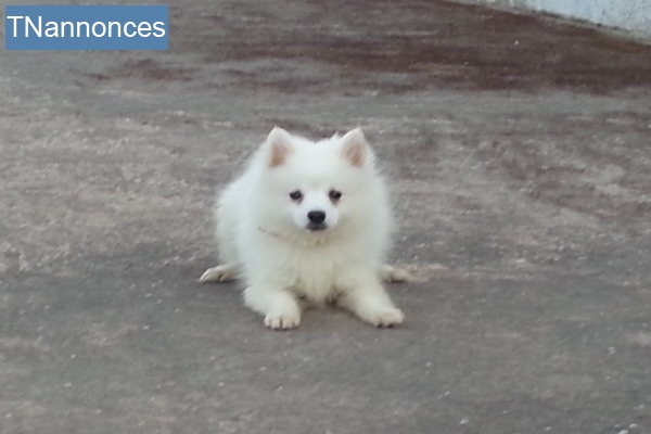 Pomeranian prix en tunisie