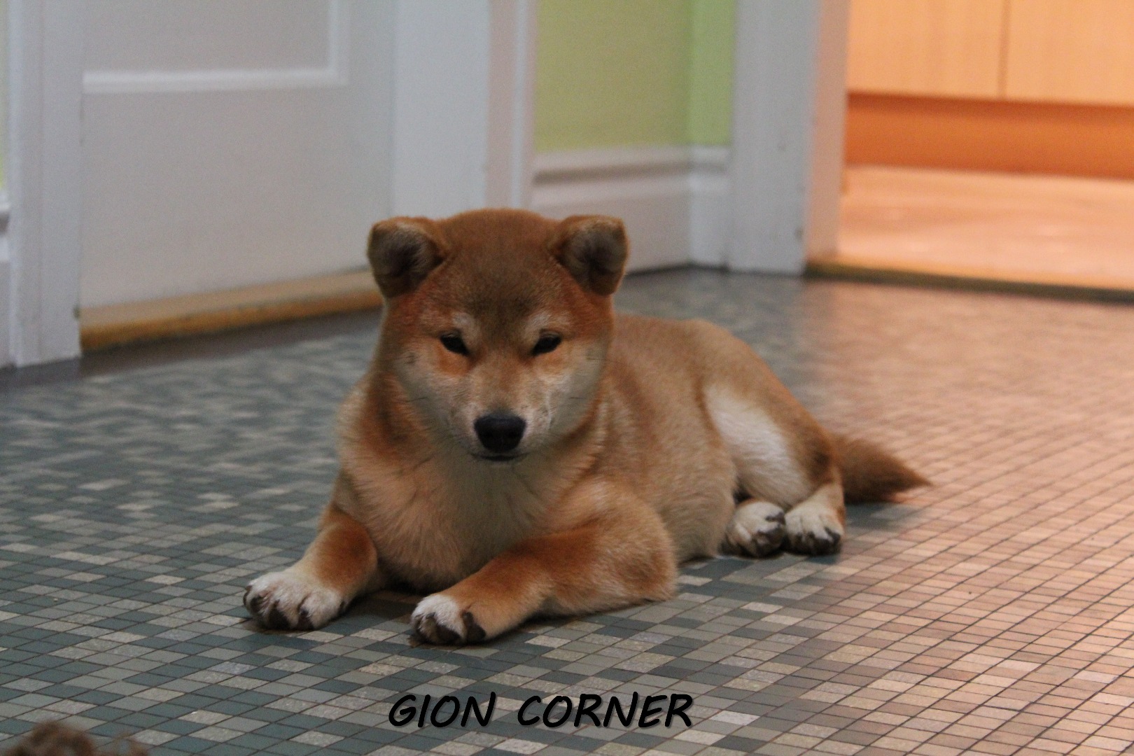 Husky a donner paris