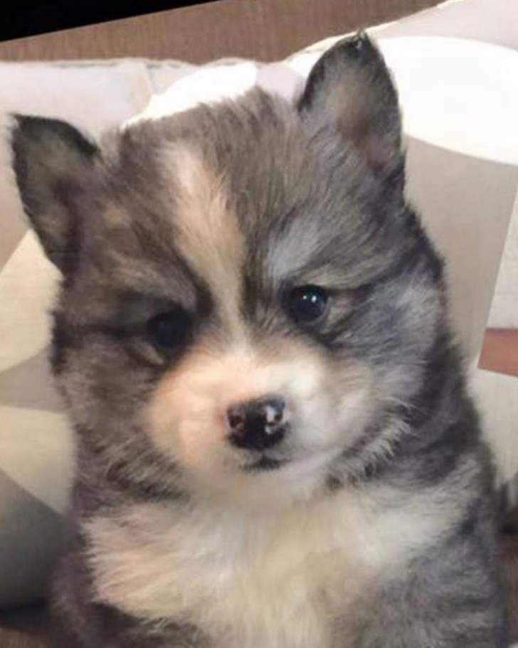 Spitz nain croisé husky
