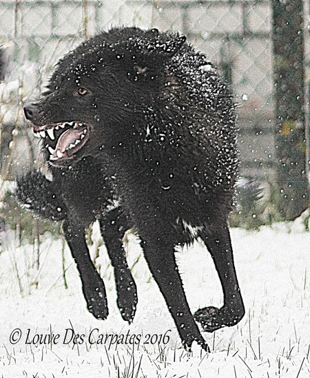 Loup noir a vendre