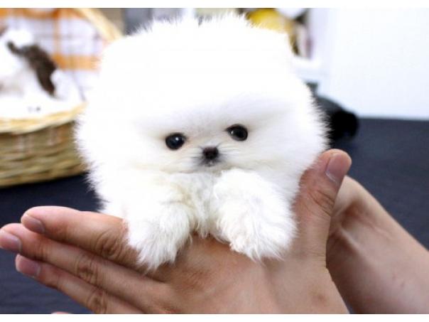 Pomeranien a vendre suisse