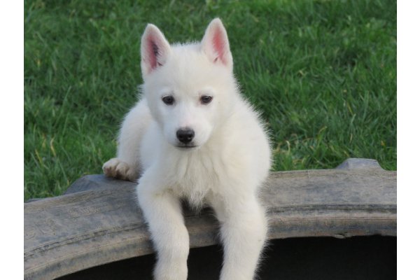 Husky a donner suisse
