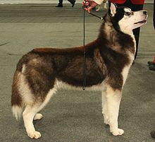 Husky nain taille