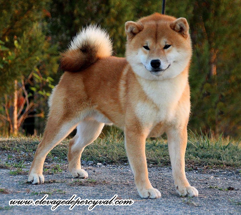 Elevage shiba lorraine