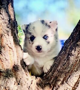 Pomsky a vendre montreal
