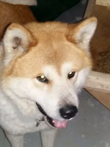 Vente chien akita quebec