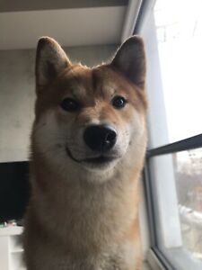 Shiba inu a vendre quebec