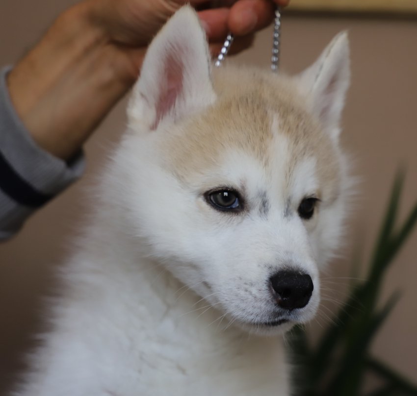 Chien whisky a vendre