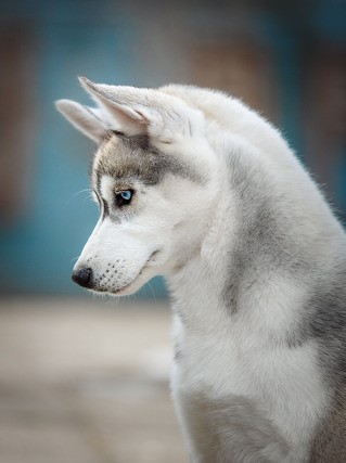 Chiot akita a vendre quebec