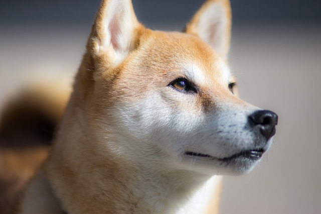 Kishu inu prix