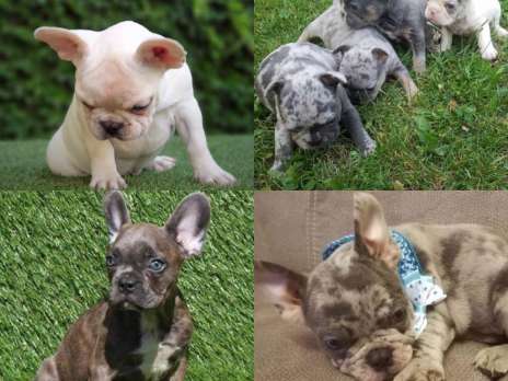 Anibis chien a vendre