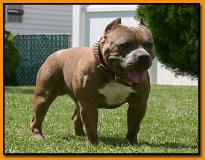 Comment muscler son chien staff