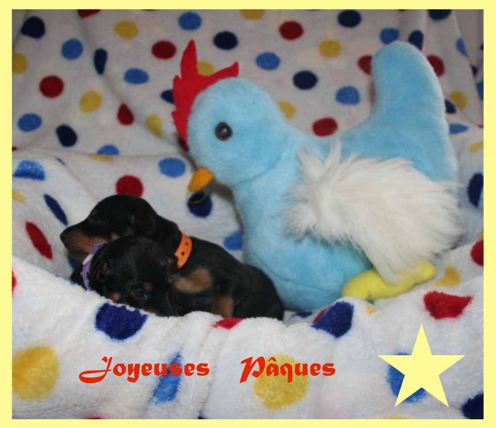 English toy terrier a vendre