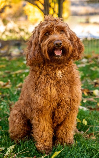 Husky a vendre suisse