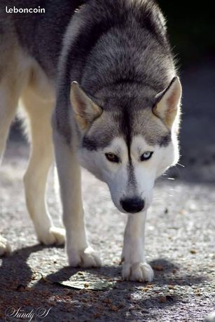 Husky a vendre le bon coin
