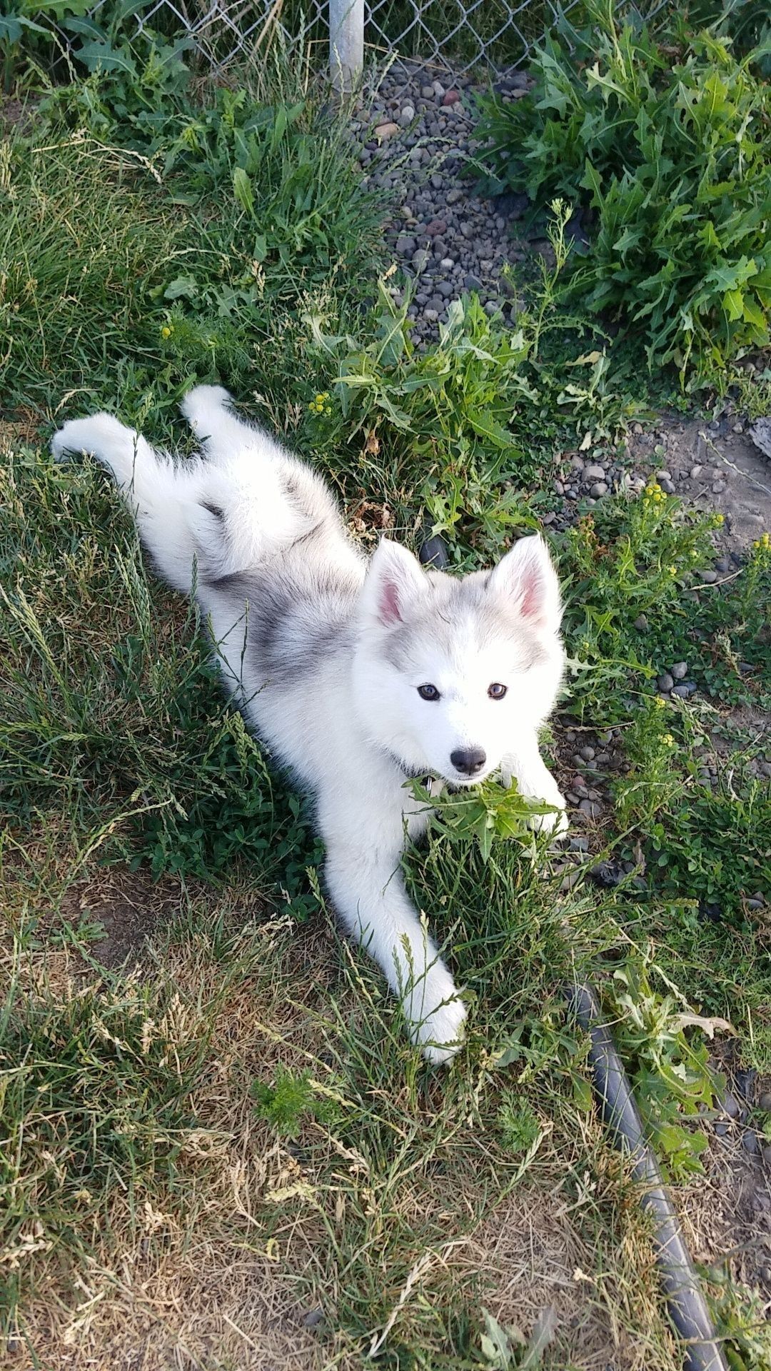 Alaskan klee kai a vendre prix
