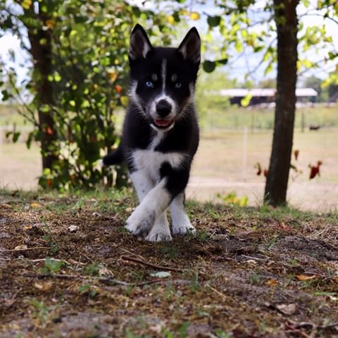 Shiba inu elevage suisse