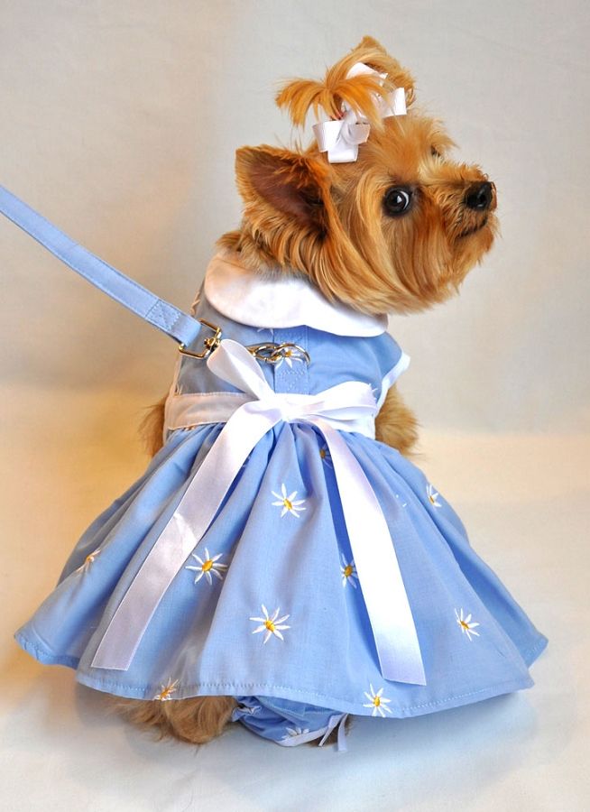 Vetement yorkshire toy