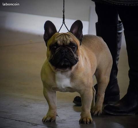 Alaskan klee kai prix