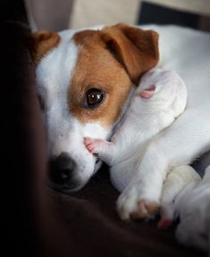 Jack russel anibis