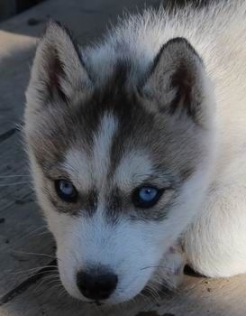 Photo chien loup blanc yeux bleu