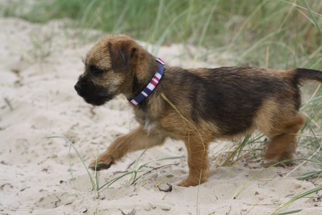 Border terrier a vendre belgique