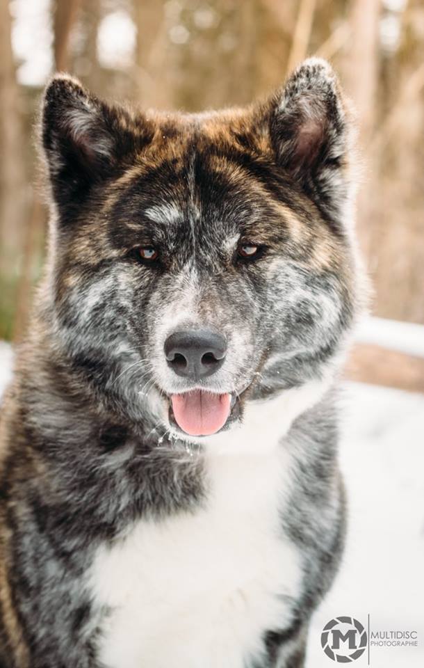 Cheminée électrique cassado