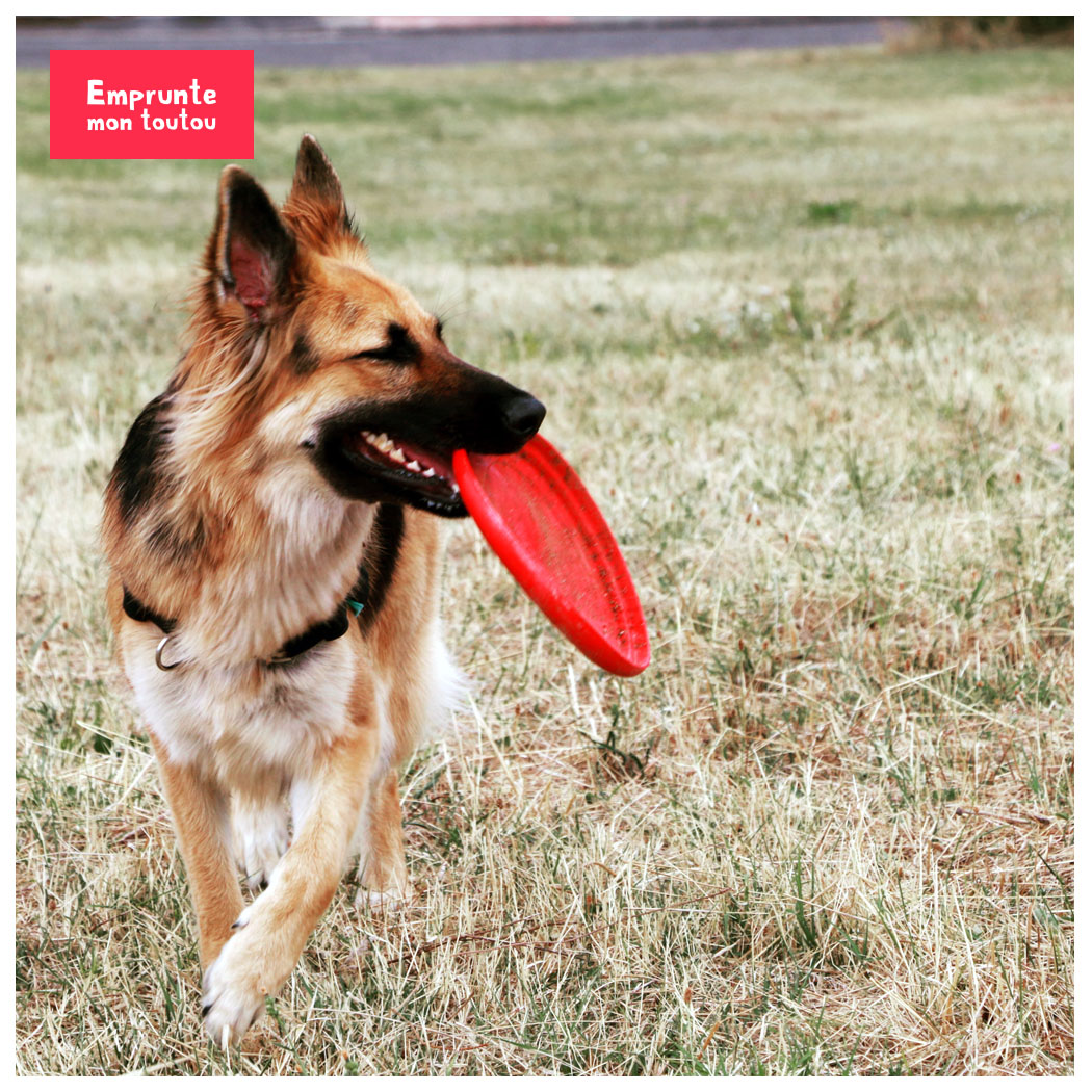 Chien sportif de petite taille