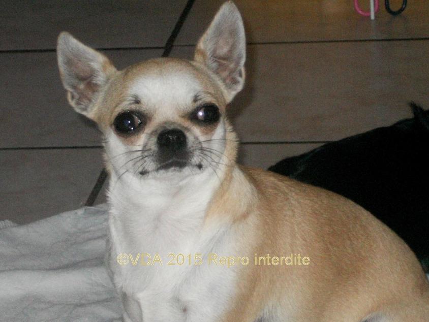 Elevage du clos des mouyssoux