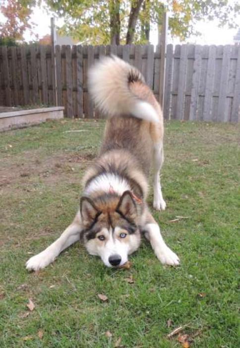 Border collie croisé husky a donner