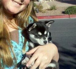 Husky miniature elevage quebec