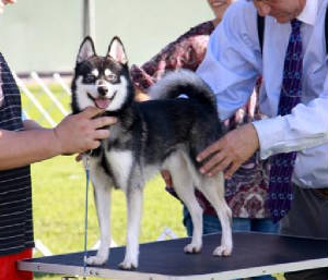 Alaskan klee kai quebec