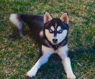 Alaskan klee kai toy elevage