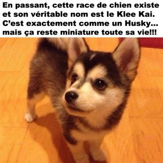 Klee kai miniature a vendre