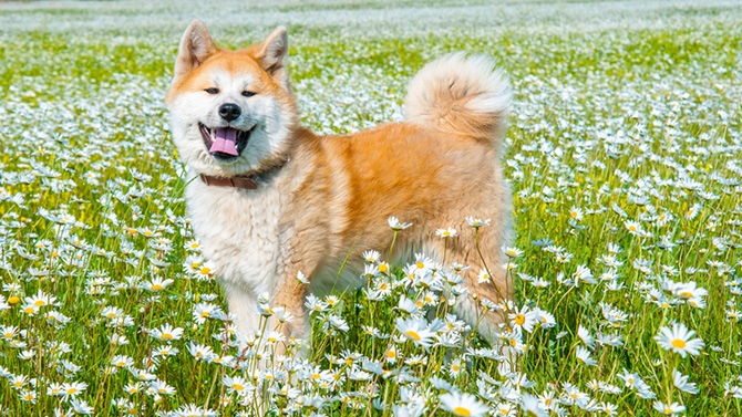 Akita eleveur quebec