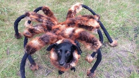 Deguisement pour chien araignee