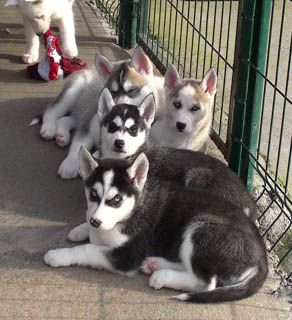 Husky a vendre alsace