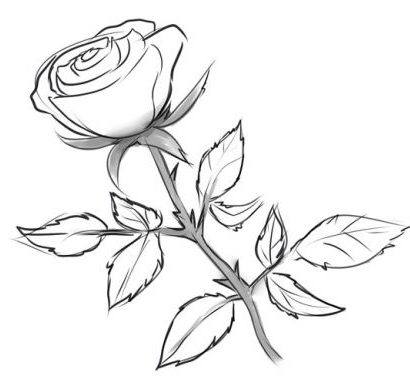 Dessin facile de rose