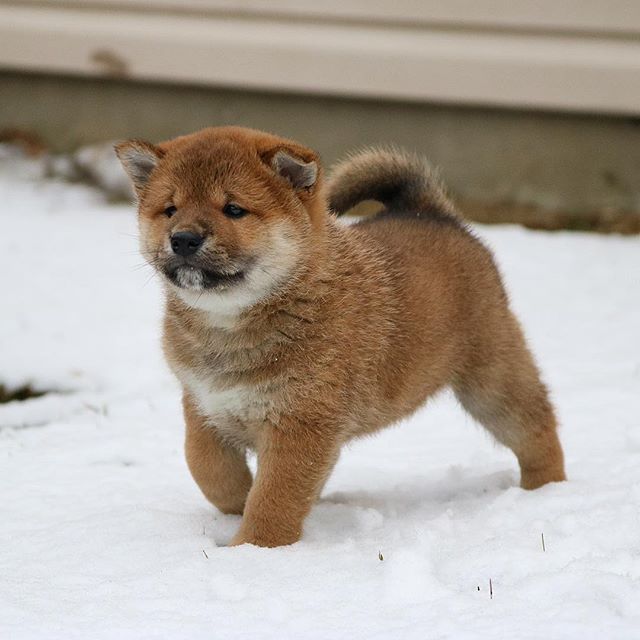 Akita inu miniature