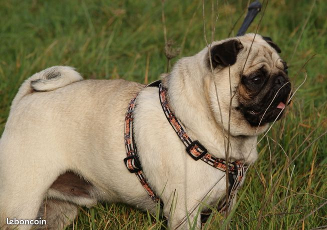 Loulou de poméranie le bon coin