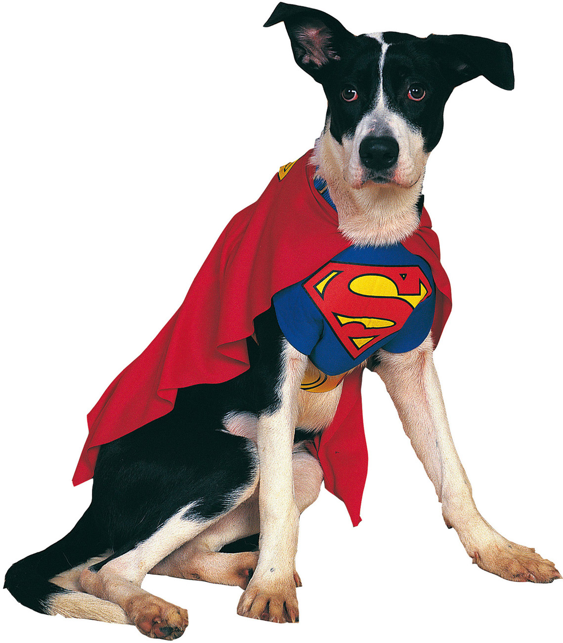 Deguisement chien superman