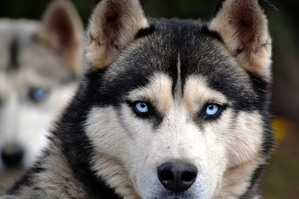 Chien loup yeux bleu