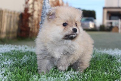 Husky pomeranian a vendre