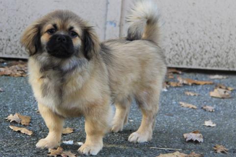 Elevage epagneul tibetain belgique