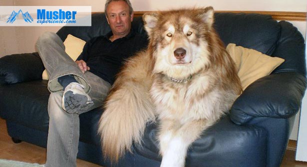 Elevage giant malamute