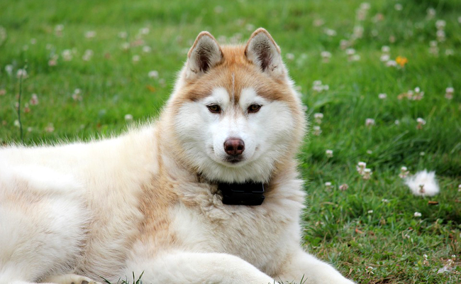 Combien coute un chiot husky